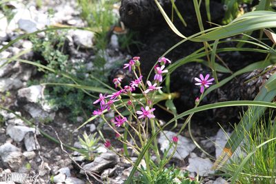 Senecio cymbalariifolius, photographed by lallen