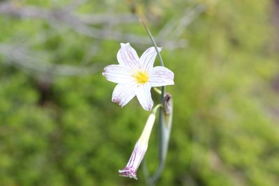 Olsynium biflorum, photographed by Romi Galeota Lencina