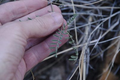 Astragalus brandegeei, photographed by Eric Knight