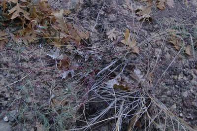 Astragalus brandegeei, photographed by Eric Knight