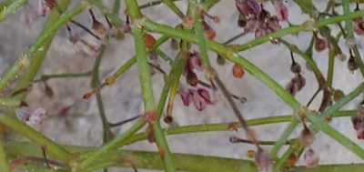 Eriogonum brachypodum, photographed by Dan Horowitz