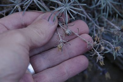 Townsendia fendleri, photographed by Eric Knight