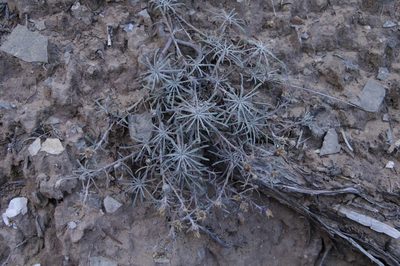 Townsendia fendleri, photographed by Eric Knight