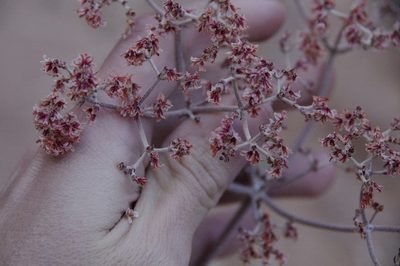 Eriogonum corymbosum, photographed by Eric Knight