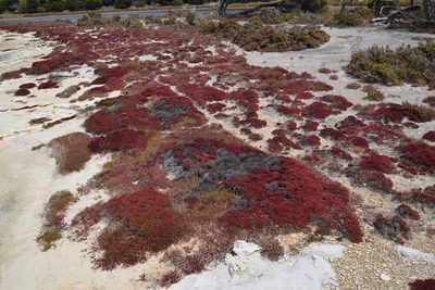 Tecticornia halocnemoides, photographed by Thomas Mesaglio