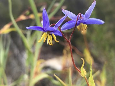 Stypandra glauca, photographed by Cal Wood