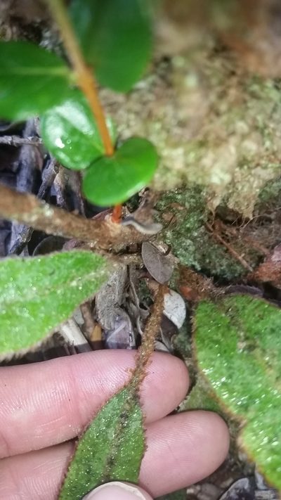 Elaphoglossum paleaceum, photographed by cwarneke