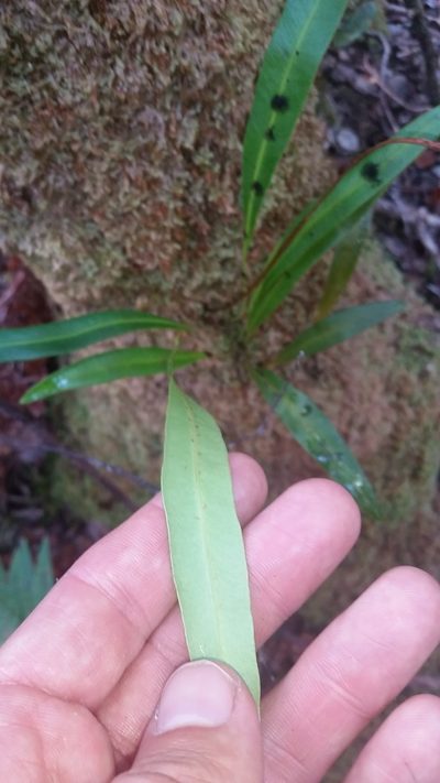 Elaphoglossum wawrae, photographed by cwarneke