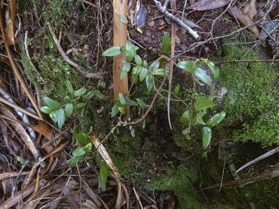 Metrosideros parkinsonii, photographed by Sebastian Doak