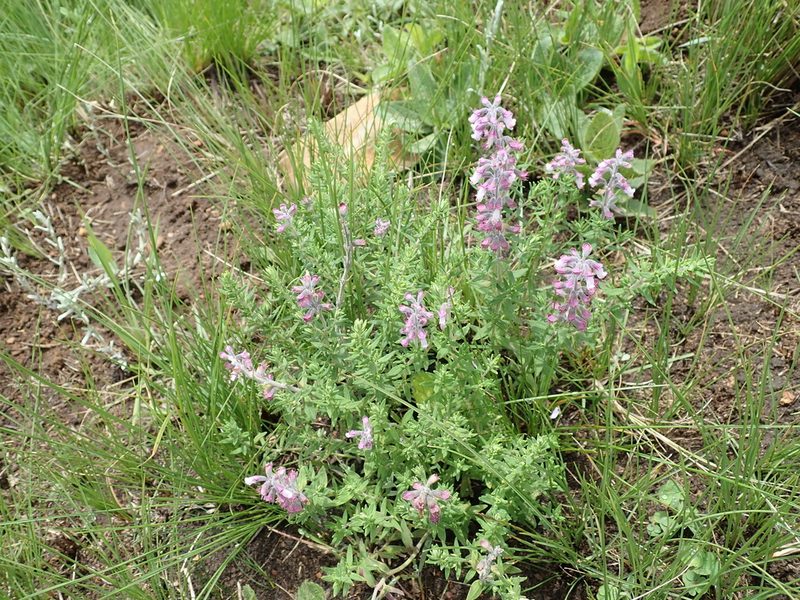 Syncolostemon teucriifolius, photographed by Peter Warren