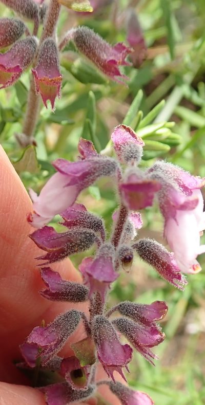 Syncolostemon teucriifolius, photographed by Peter Warren