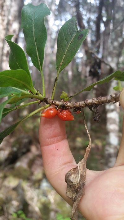 Coprosma rhynchocarpa, photographed by cwarneke