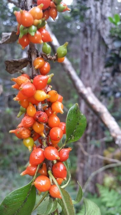 Coprosma rhynchocarpa, photographed by cwarneke