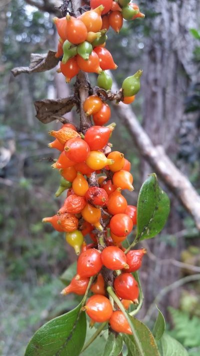 Coprosma rhynchocarpa, photographed by cwarneke