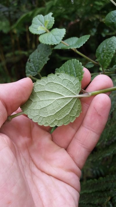 Stenogyne calaminthoides, photographed by cwarneke