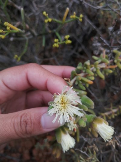 Mesembryanthemum nitidum, photographed by sharndreheuvel
