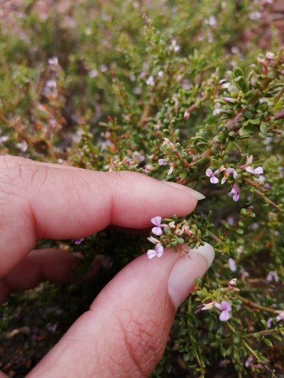 Muraltia macrocarpa, photographed by sharndreheuvel