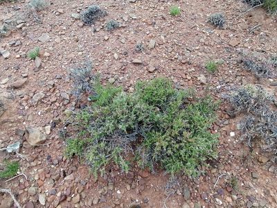 Muraltia macrocarpa, photographed by sharndreheuvel