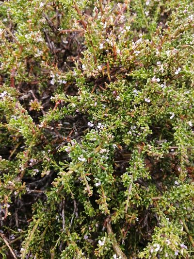 Muraltia macrocarpa, photographed by sharndreheuvel