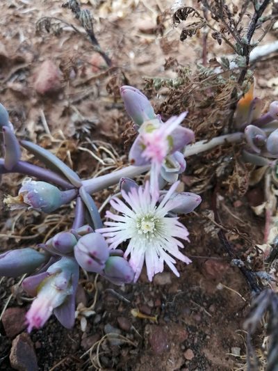 Mesembryanthemum pallens, photographed by sharndreheuvel