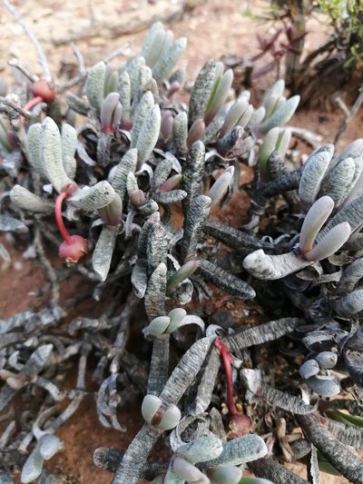 Brianhuntleya intrusa, photographed by sharndreheuvel