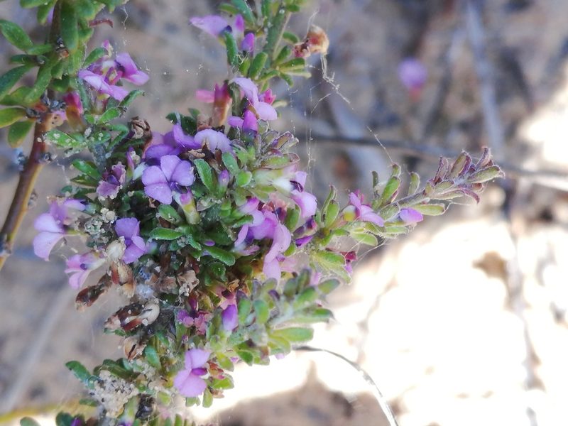 Muraltia dumosa, photographed by sharndreheuvel
