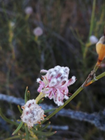 Serruria linearis, photographed by sharndreheuvel