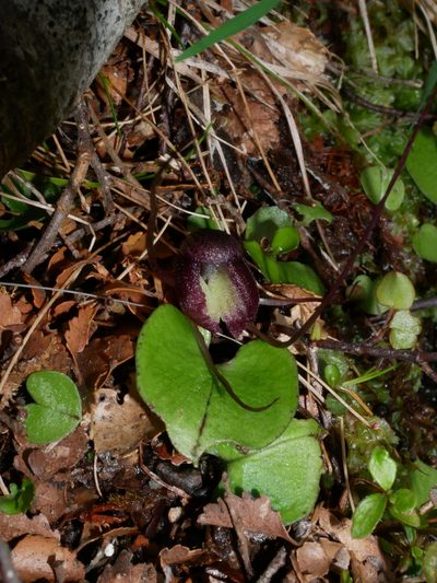 Corybas confusus, photographed by naturewatchwidow
