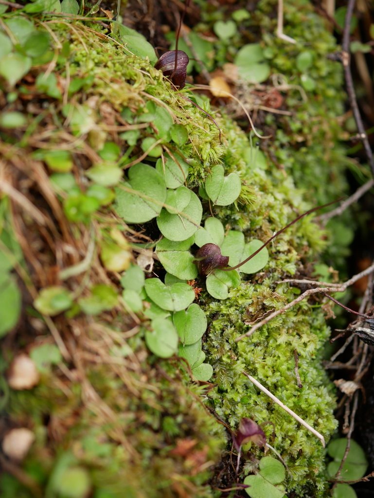 Corybas confusus, photographed by naturewatchwidow