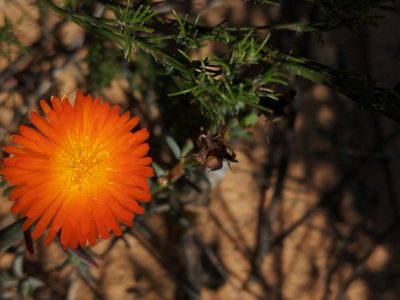 Lampranthus glaucoides, photographed by sharndreheuvel