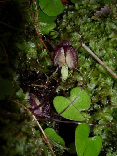 Corybas confusus, photographed by naturewatchwidow