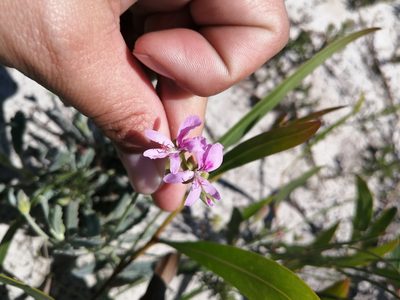 Pelargonium oenotherae, photographed by sharndreheuvel