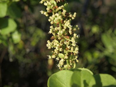 Cryptocarpus pyriformis, photographed by Jim Morefield