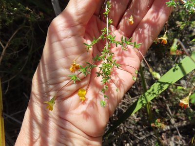 Aspalathus serpens, photographed by linkie