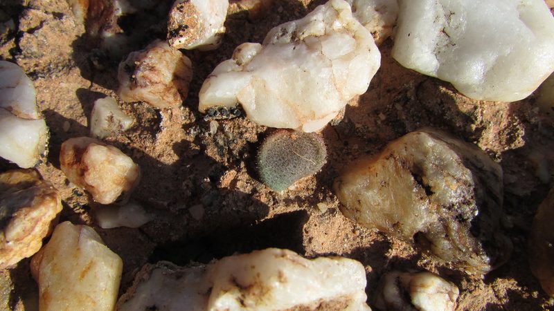 Tylecodon nolteei, photographed by Jacklyn Farmer
