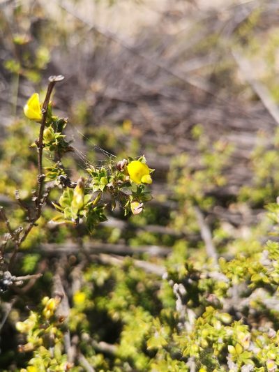 Aspalathus venosa, photographed by leandra-k_89