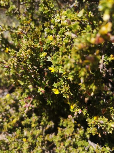 Aspalathus venosa, photographed by leandra-k_89