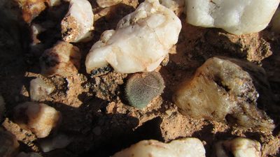 Tylecodon nolteei, photographed by Jacklyn Farmer