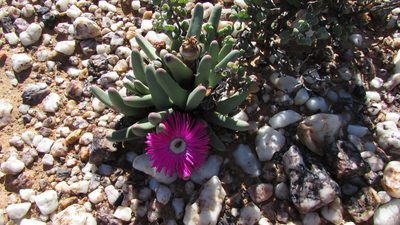Argyroderma fissum, photographed by Jacklyn Farmer