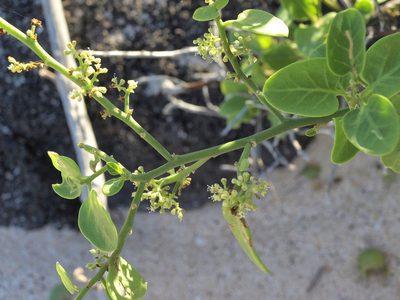 Cryptocarpus pyriformis, photographed by Jim Morefield
