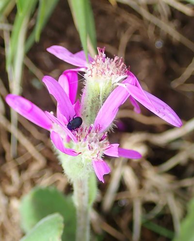 Senecio speciosus, photographed by Peter Warren