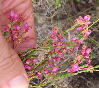 Erica palliiflora, photographed by linkie