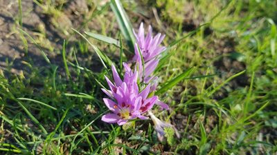 Colchicum cupanii, photographed by Silvia Scandura