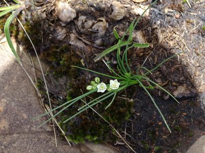 Nicipe juncifolia, photographed by Peter Warren