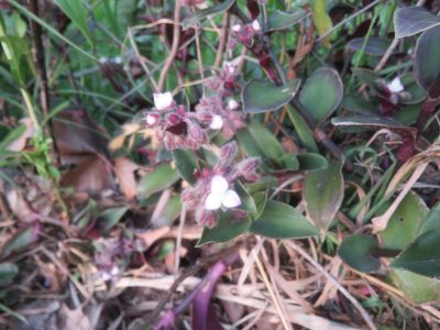 Tradescantia cerinthoides, photographed by Diego Carús
