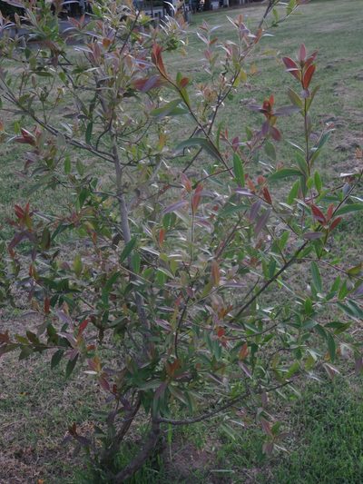 Terminalia australis, photographed by Diego Carús