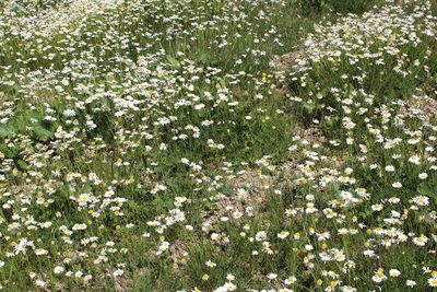 Tripleurospermum caucasicum, photographed by Dmitriy Bochkov