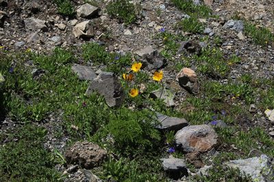 Pulsatilla aurea, photographed by Dmitriy Bochkov