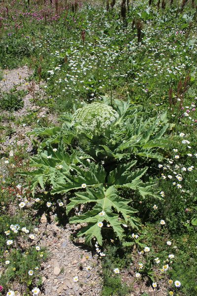 Heracleum leskovii, photographed by Dmitriy Bochkov