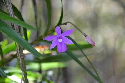 Dimerandra emarginata, photographed by Letizia Weichgrebe